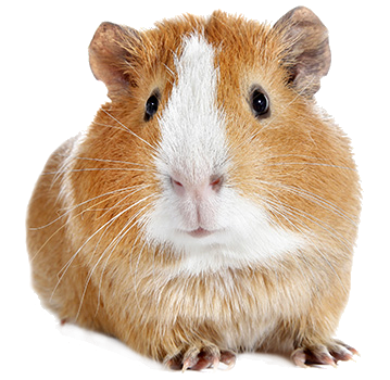 Orange and White Guinea Pig